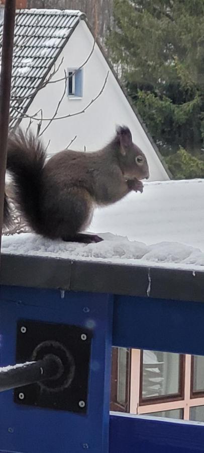 Fewo Harz Haennig 1 Wieda Kültér fotó