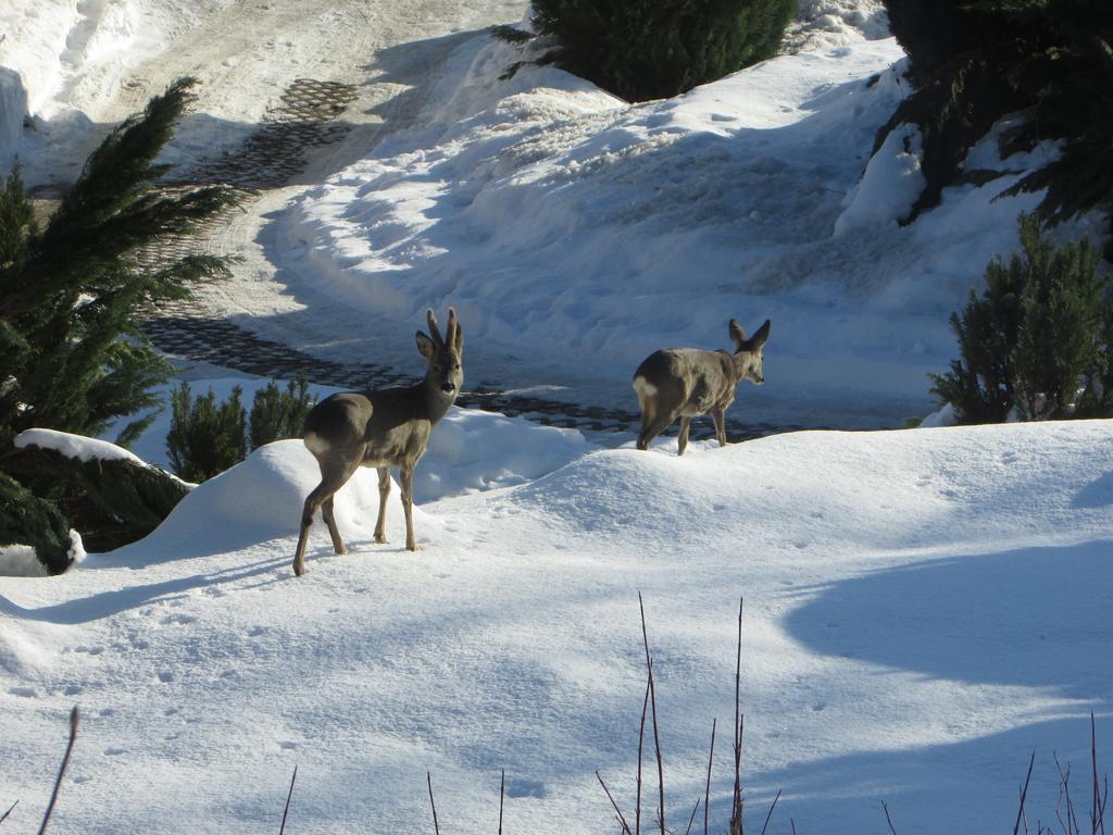 Fewo Harz Haennig 1 Wieda Kültér fotó